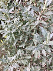 Baccharis microdonta