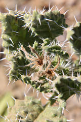 Codon royenii