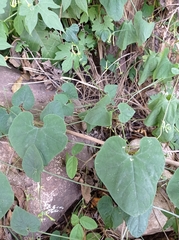 Rytidostylis gracilis