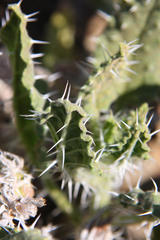 Codon royenii