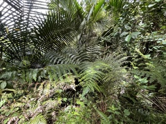 Cyathea horrida