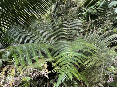 Cyathea horrida