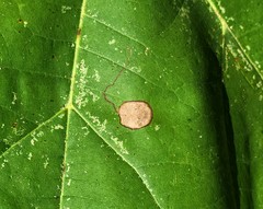 Ectoedemia platanella