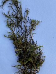 Dichelyma capillaceum