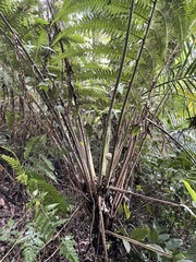 Cyathea horrida