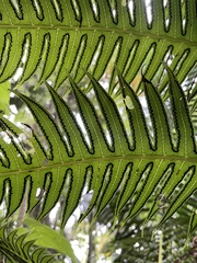 Cyathea horrida
