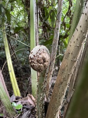 Cyathea horrida