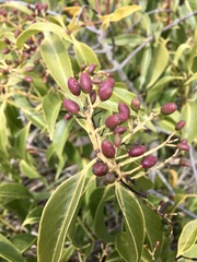 Tripodanthus acutifolius