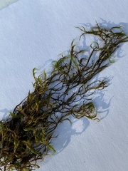 Dichelyma capillaceum