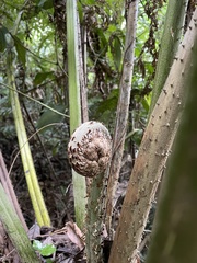 Cyathea horrida