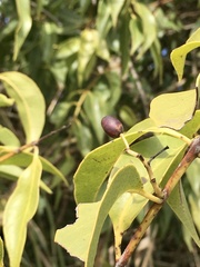 Tripodanthus acutifolius