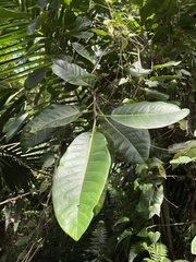 Ficus trigonata