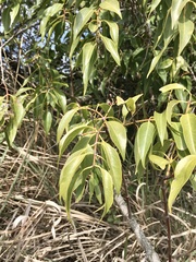 Tripodanthus acutifolius