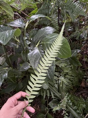 Blechnum fragile