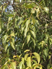 Tripodanthus acutifolius