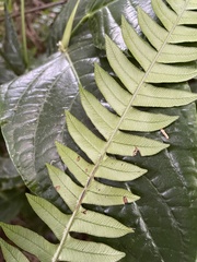 Blechnum fragile