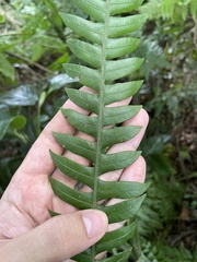 Blechnum fragile