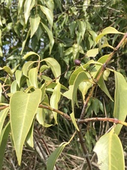 Tripodanthus acutifolius