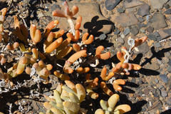 Malephora crassa