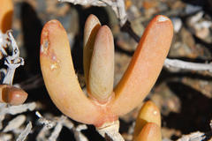 Malephora crassa
