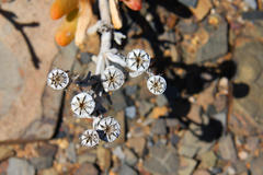 Malephora crassa