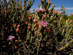 Mesembryanthemum junceum