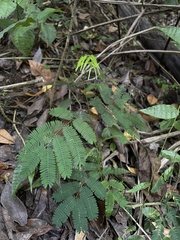 Senegalia westiana