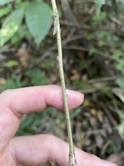 Senegalia westiana