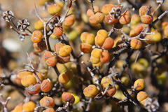 Mesembryanthemoideae