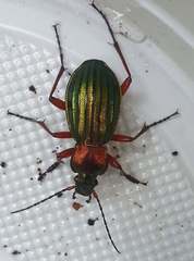 Carabus auronitens