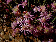 Mesembryanthemum junceum