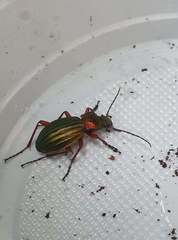 Carabus auronitens