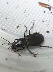 Pterostichus melanarius