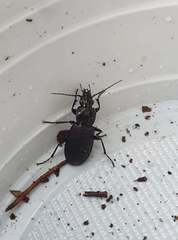 Pterostichus melanarius