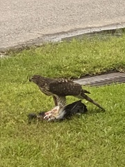 Accipiter cooperii