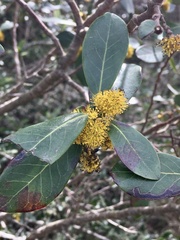 Azara uruguayensis