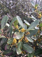 Azara uruguayensis