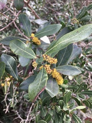 Azara uruguayensis