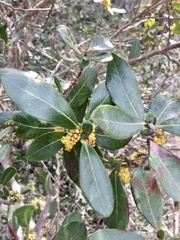 Azara uruguayensis