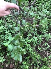 Leuenbergeria guamacho