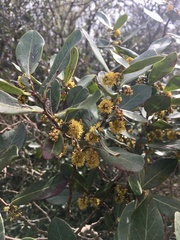 Azara uruguayensis
