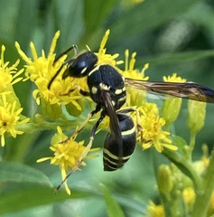 Ancistrocerus catskill