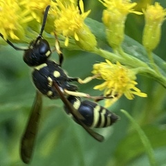 Ancistrocerus catskill