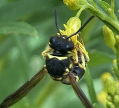 Ancistrocerus catskill