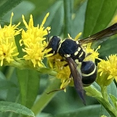 Ancistrocerus catskill
