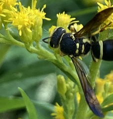Ancistrocerus catskill