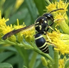 Ancistrocerus catskill