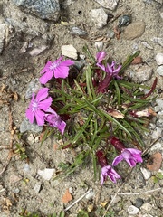 Dianthus glacialis