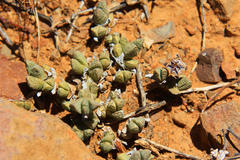 Octopoma