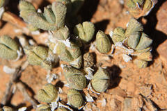 Octopoma